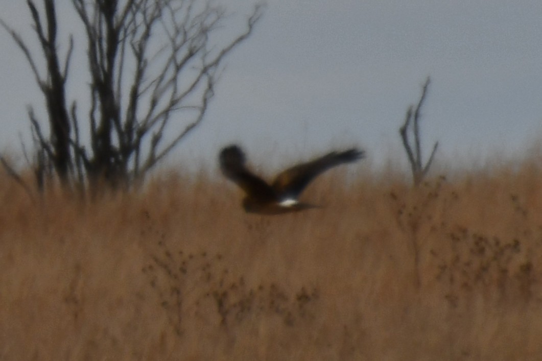 Northern Harrier - ML645857602