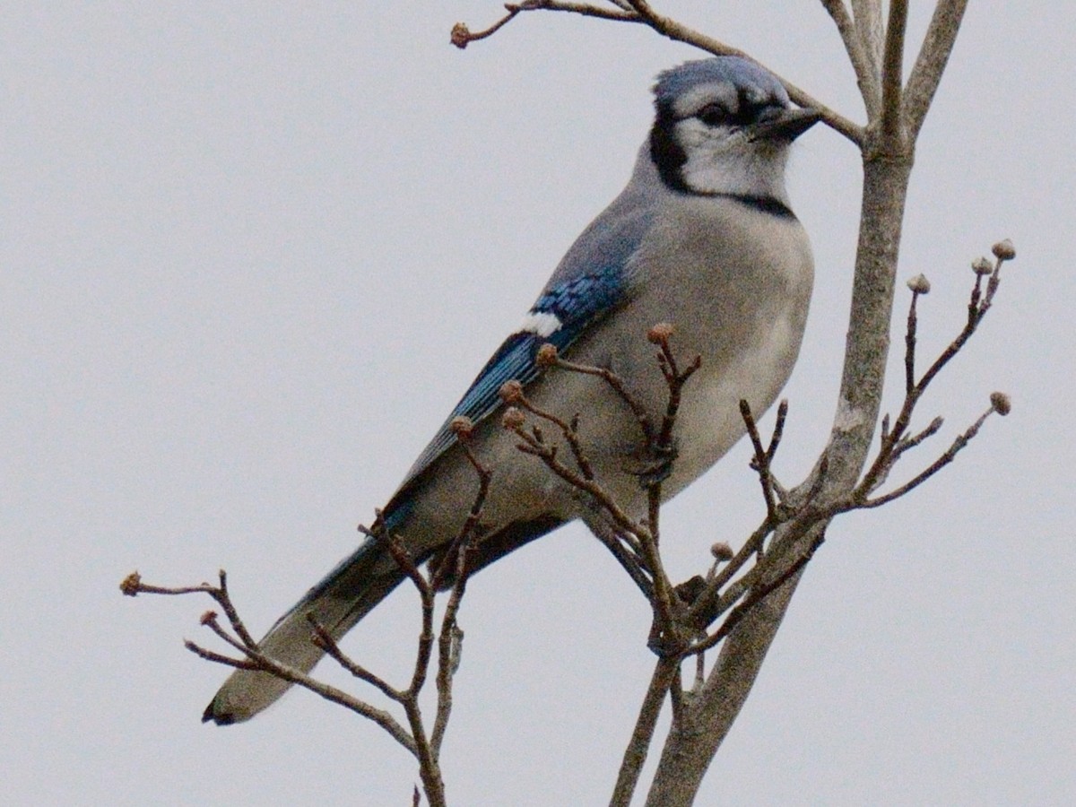 Blue Jay - ML645857603