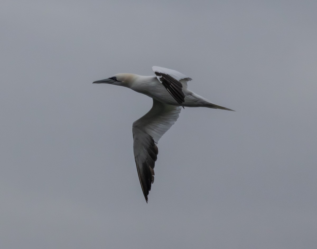 Northern Gannet - ML645857605