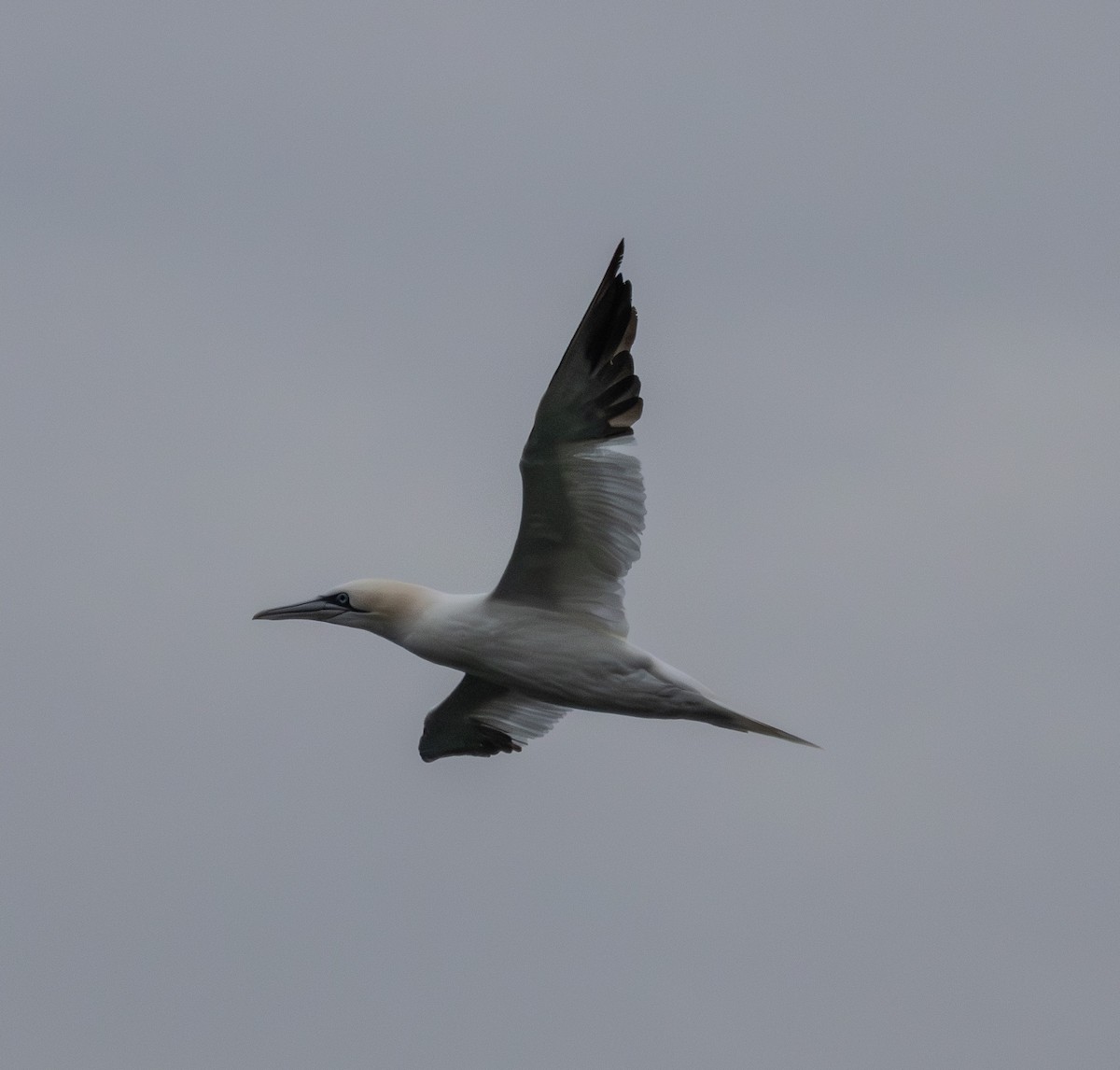 Northern Gannet - ML645857606
