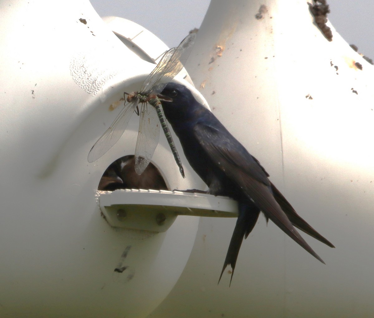 Purple Martin - ML645857626