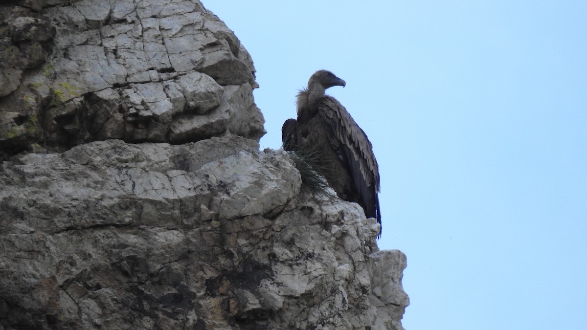 Eurasian Griffon - ML645857633