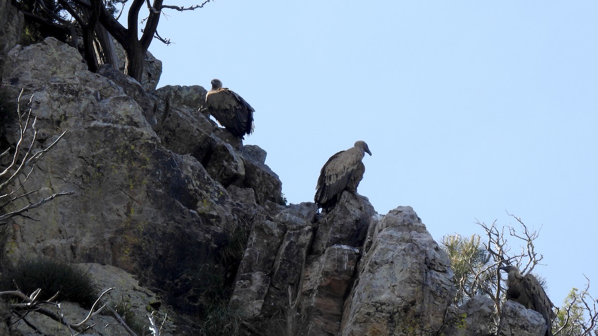 Eurasian Griffon - ML645857634