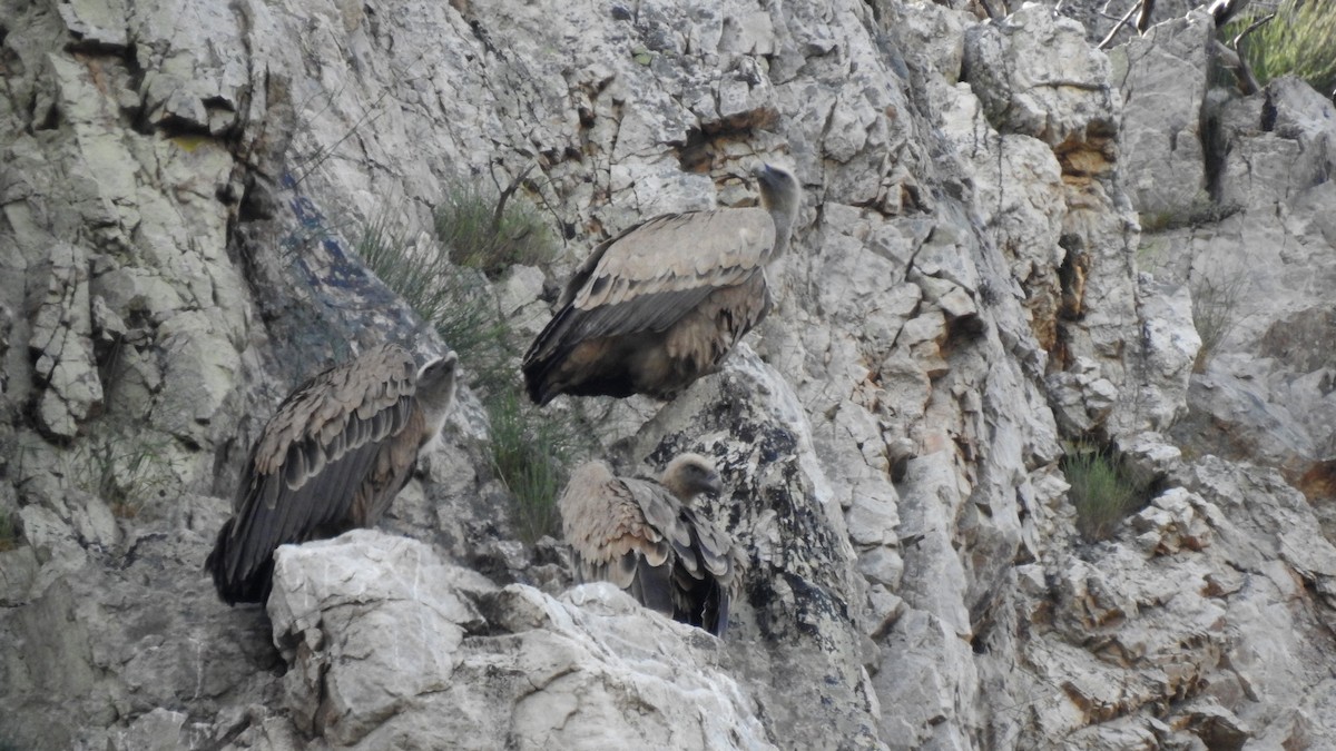 Eurasian Griffon - ML645857636