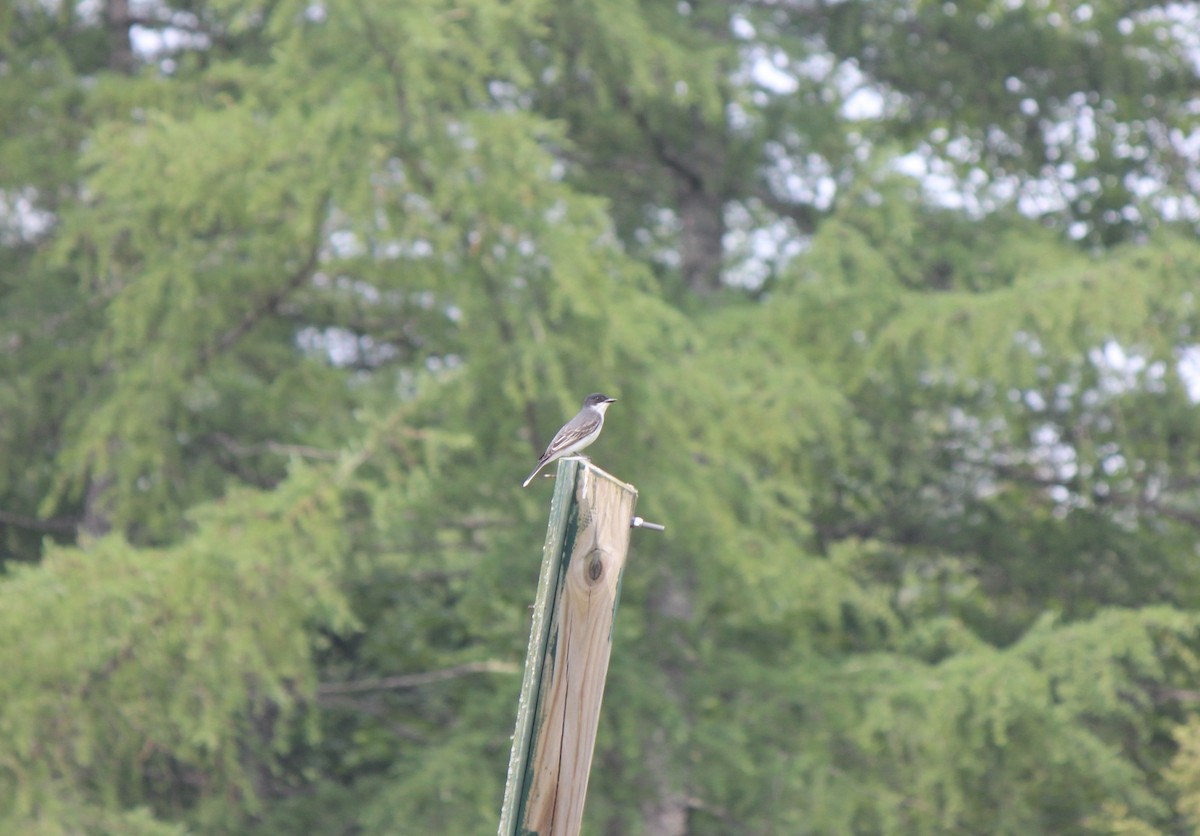 Tirano Oriental - ML645857640