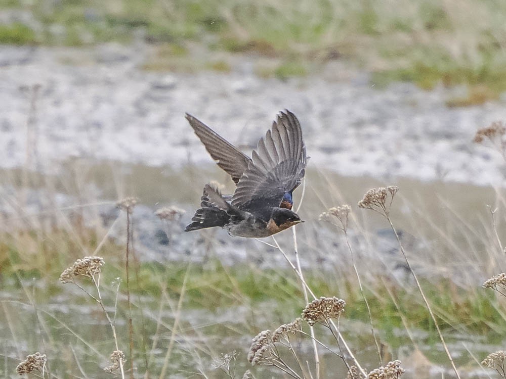 オーストラリアツバメ - ML645857641