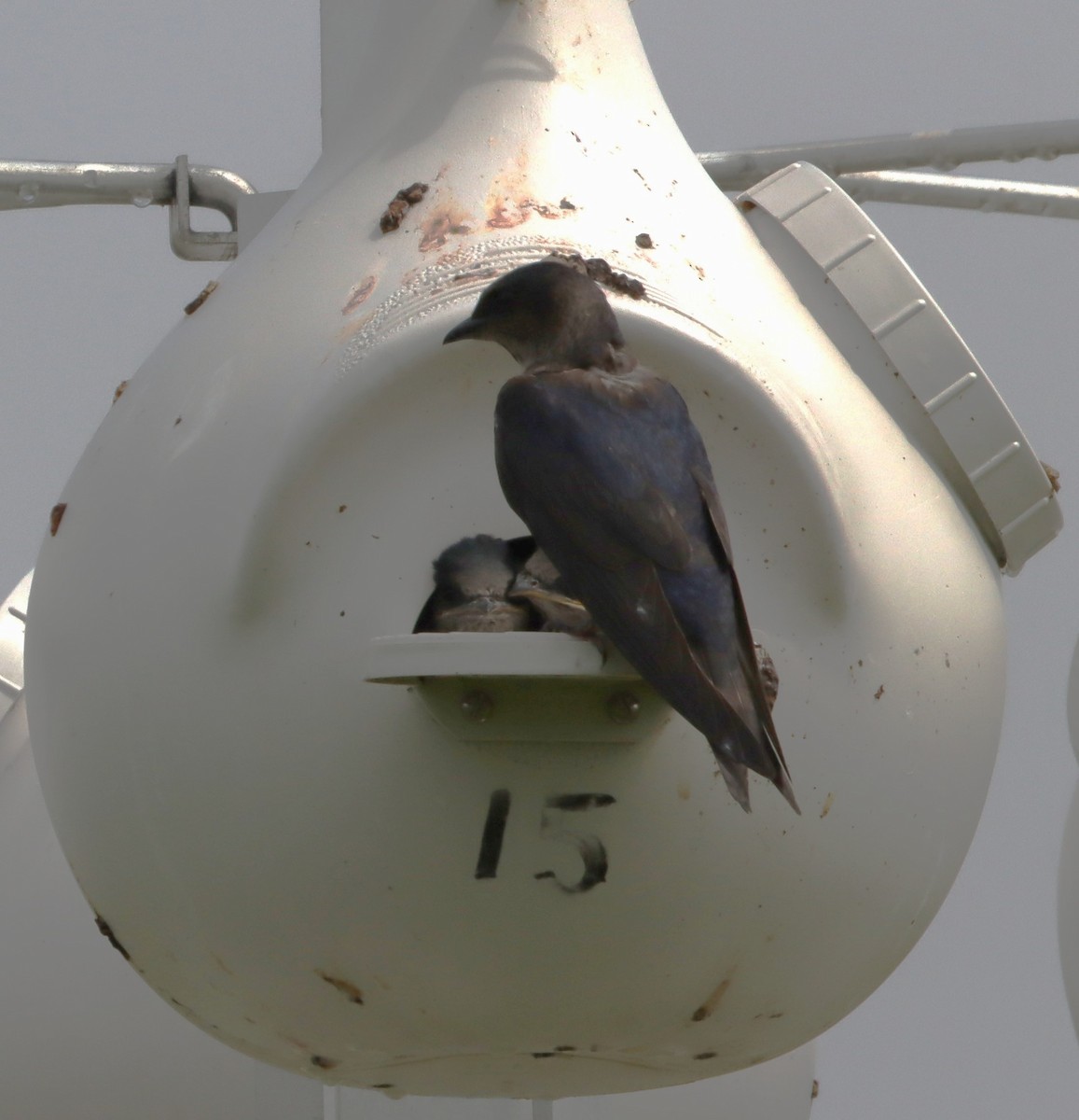 Purple Martin - ML645857647