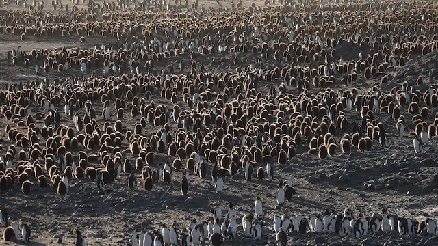 Пінгвін королівський - ML645857649