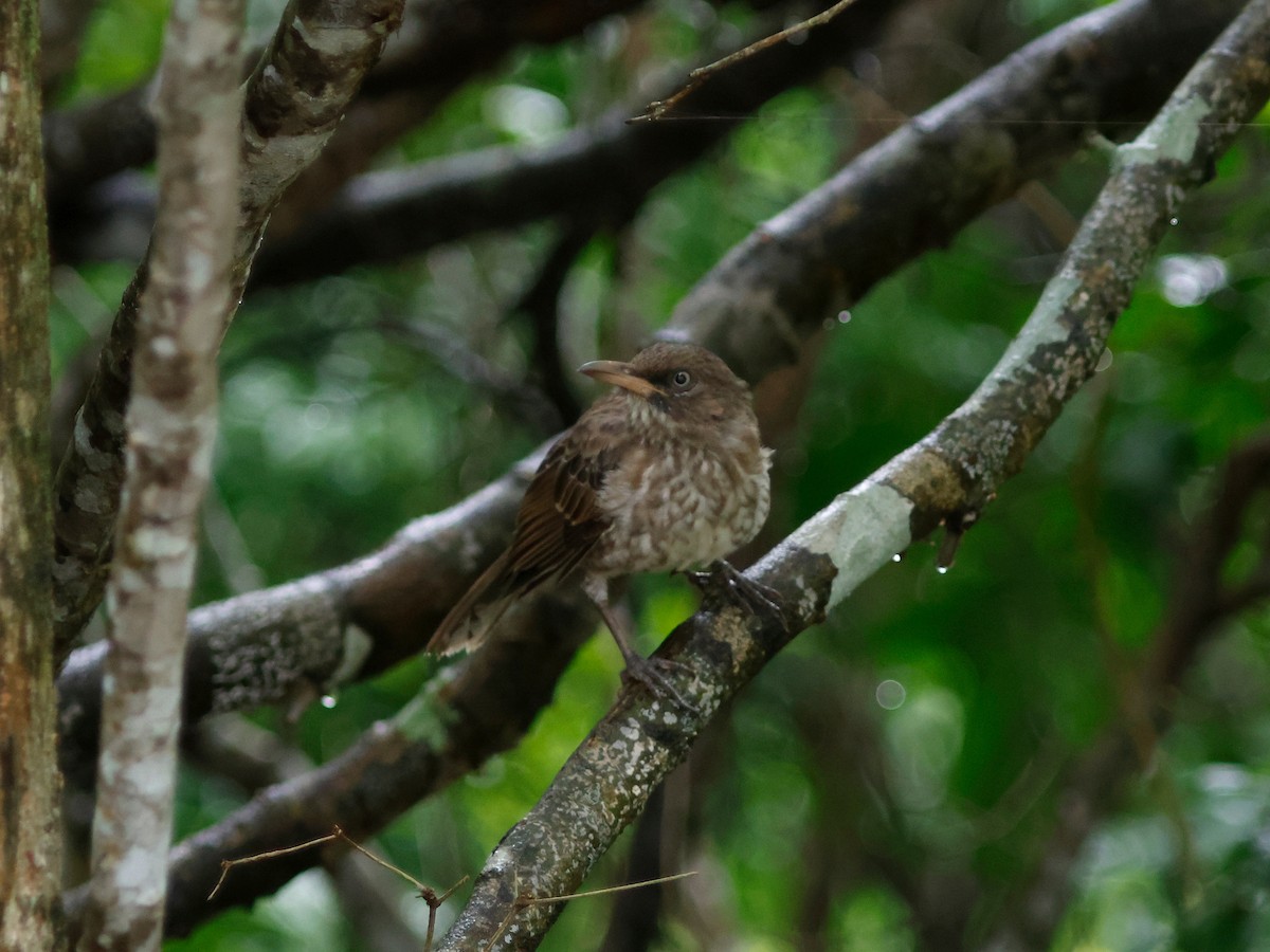 Pearly-eyed Thrasher - ML645857654