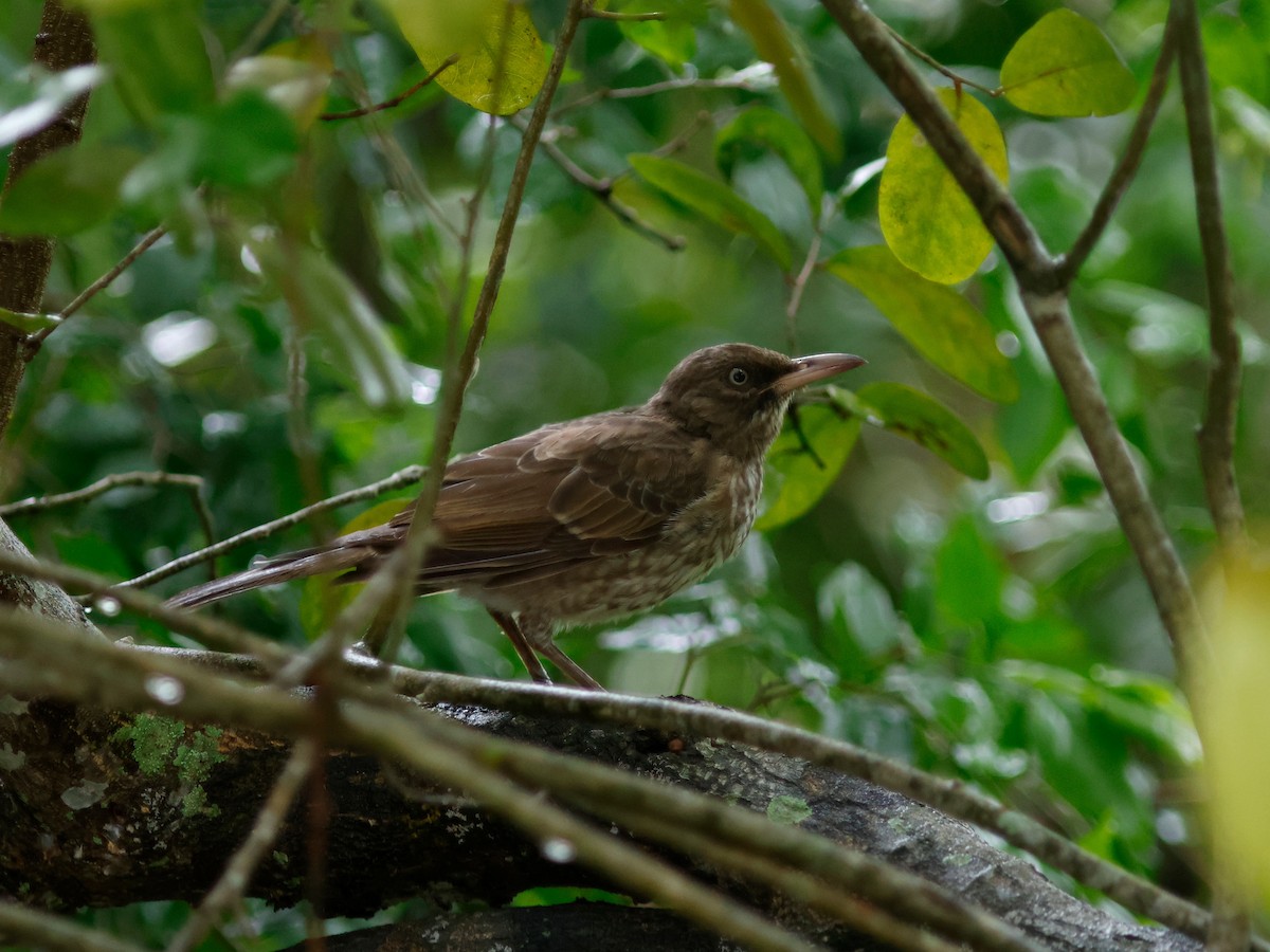Pearly-eyed Thrasher - ML645857655