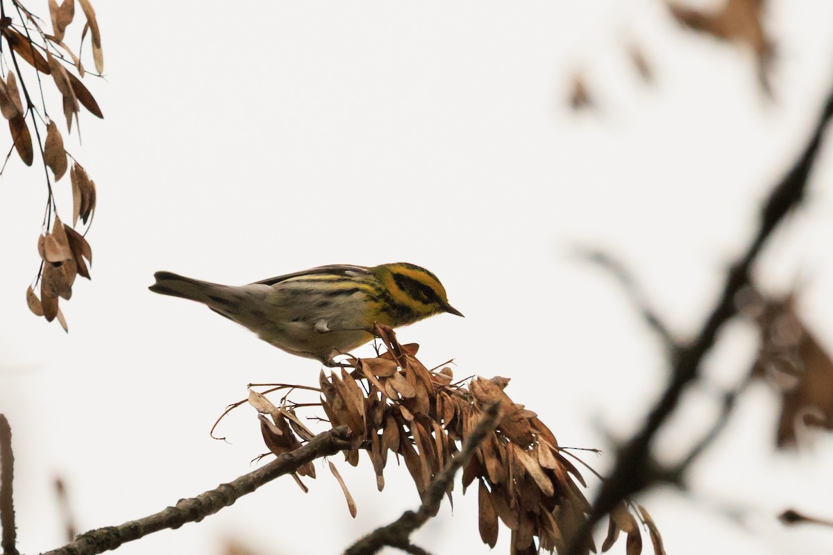 Townsend's Warbler - ML645857656