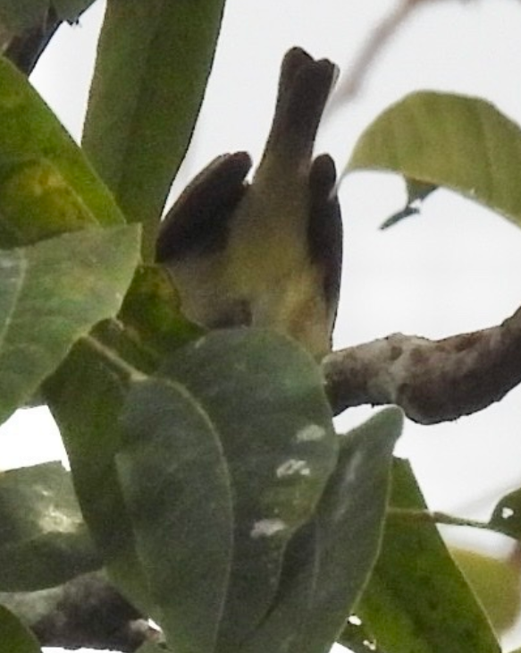 Bireo filadelfiarra - ML645857657