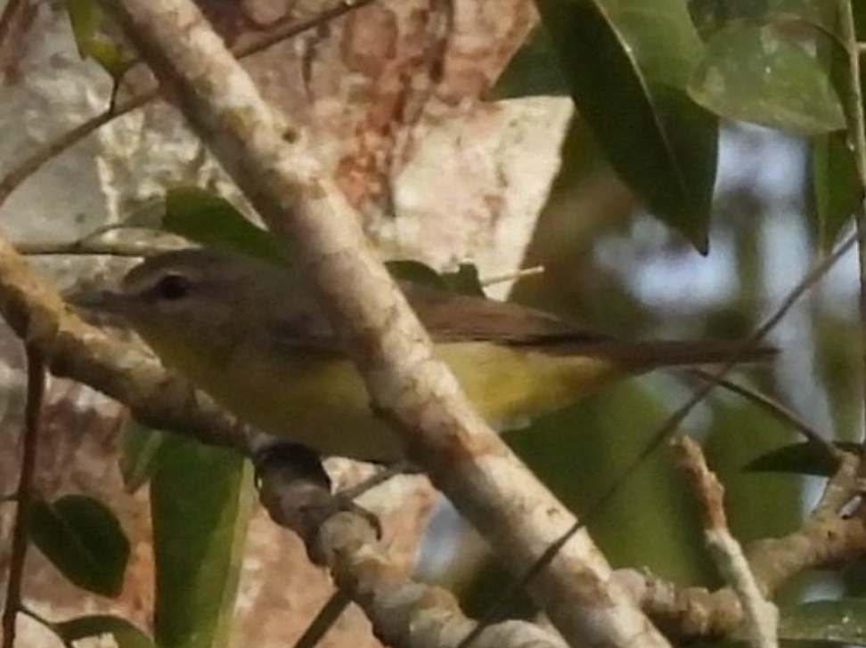 Bireo filadelfiarra - ML645857658