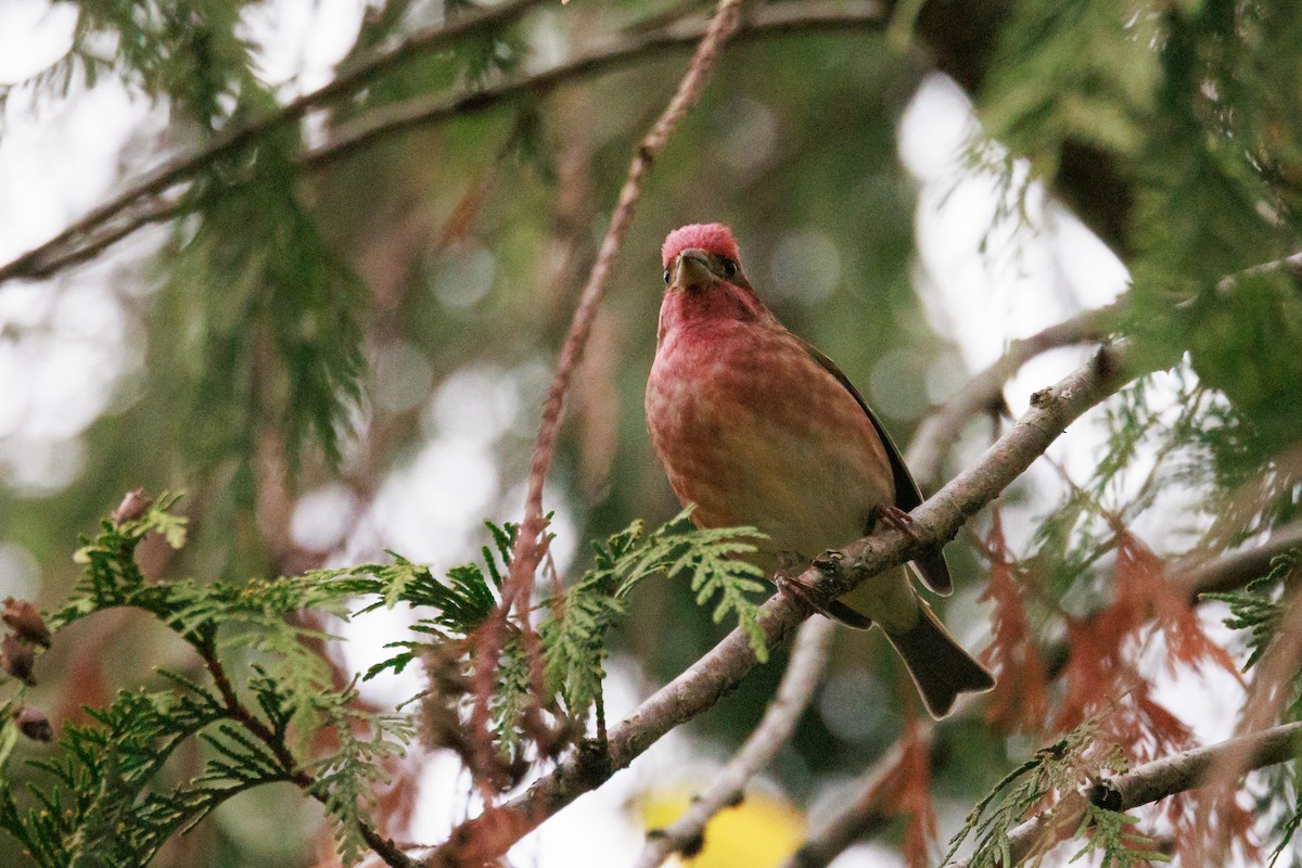 purpurfink - ML645857662