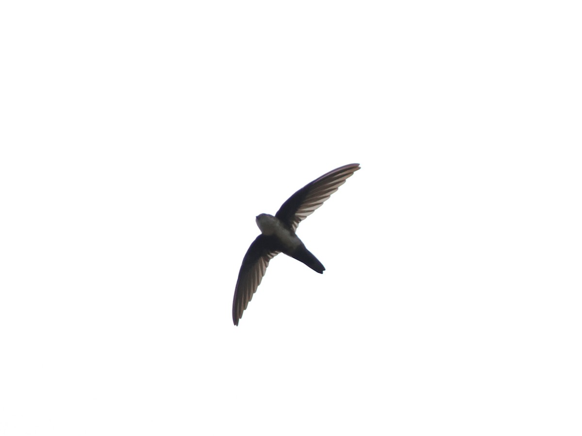 Antillean Palm Swift - ML645857667
