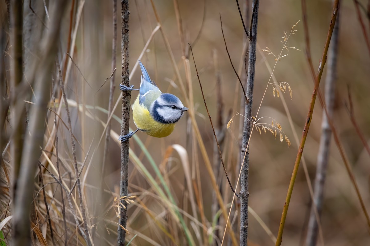Eurasian Blue Tit - ML645857669