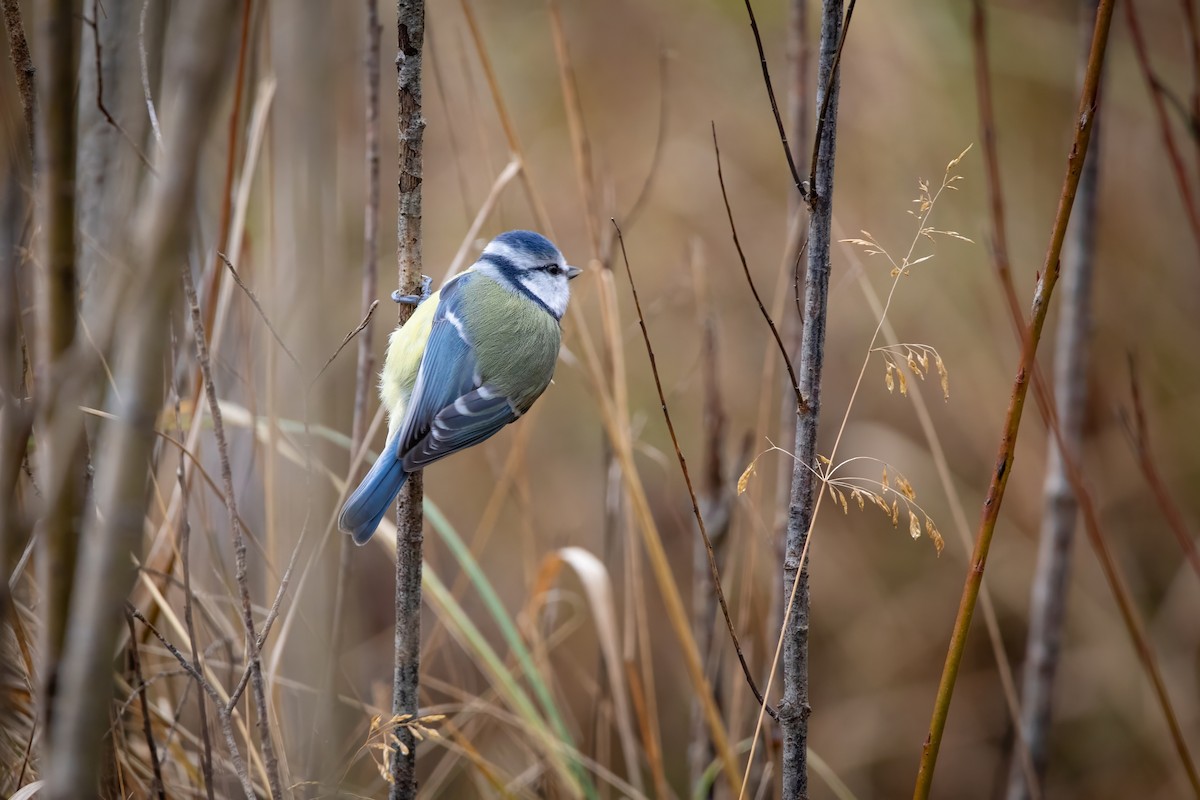 Eurasian Blue Tit - ML645857670