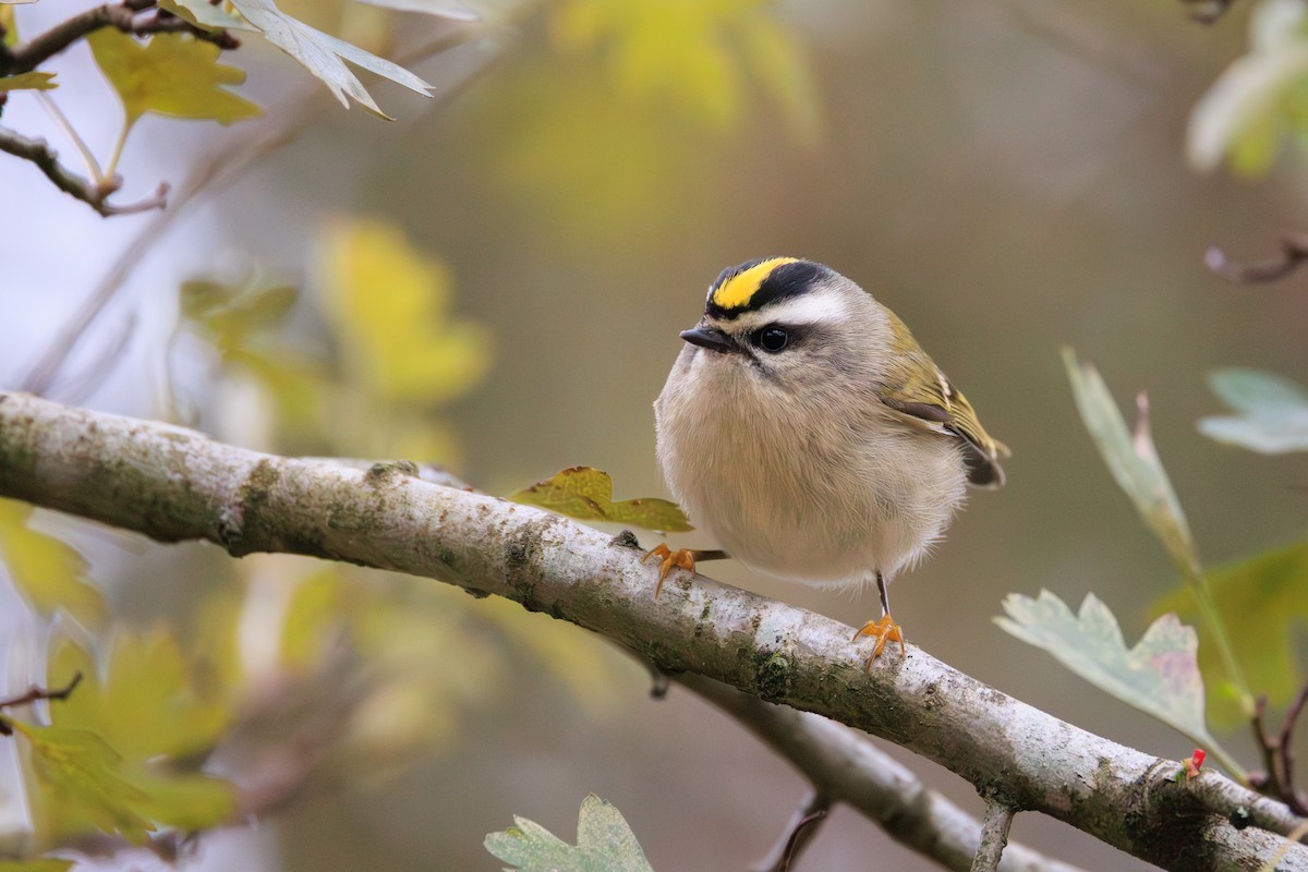 Golden-crowned Kinglet - ML645857671
