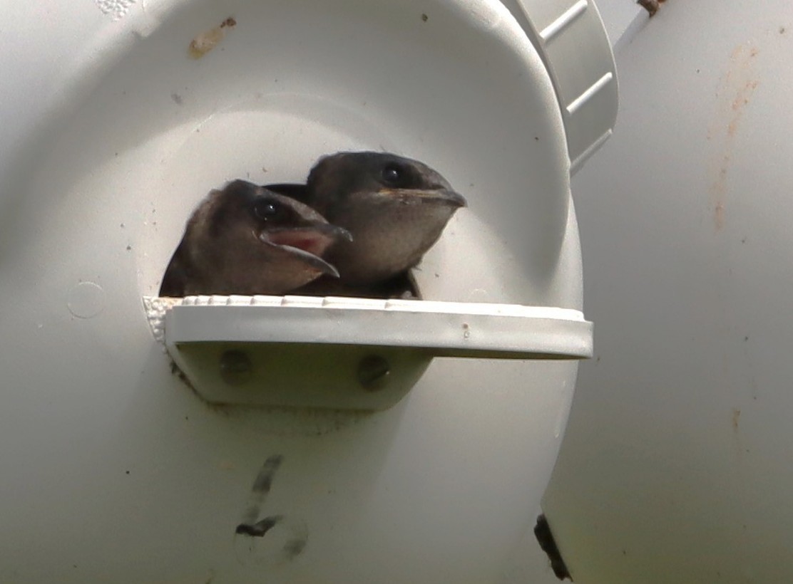 Purple Martin - ML645857673