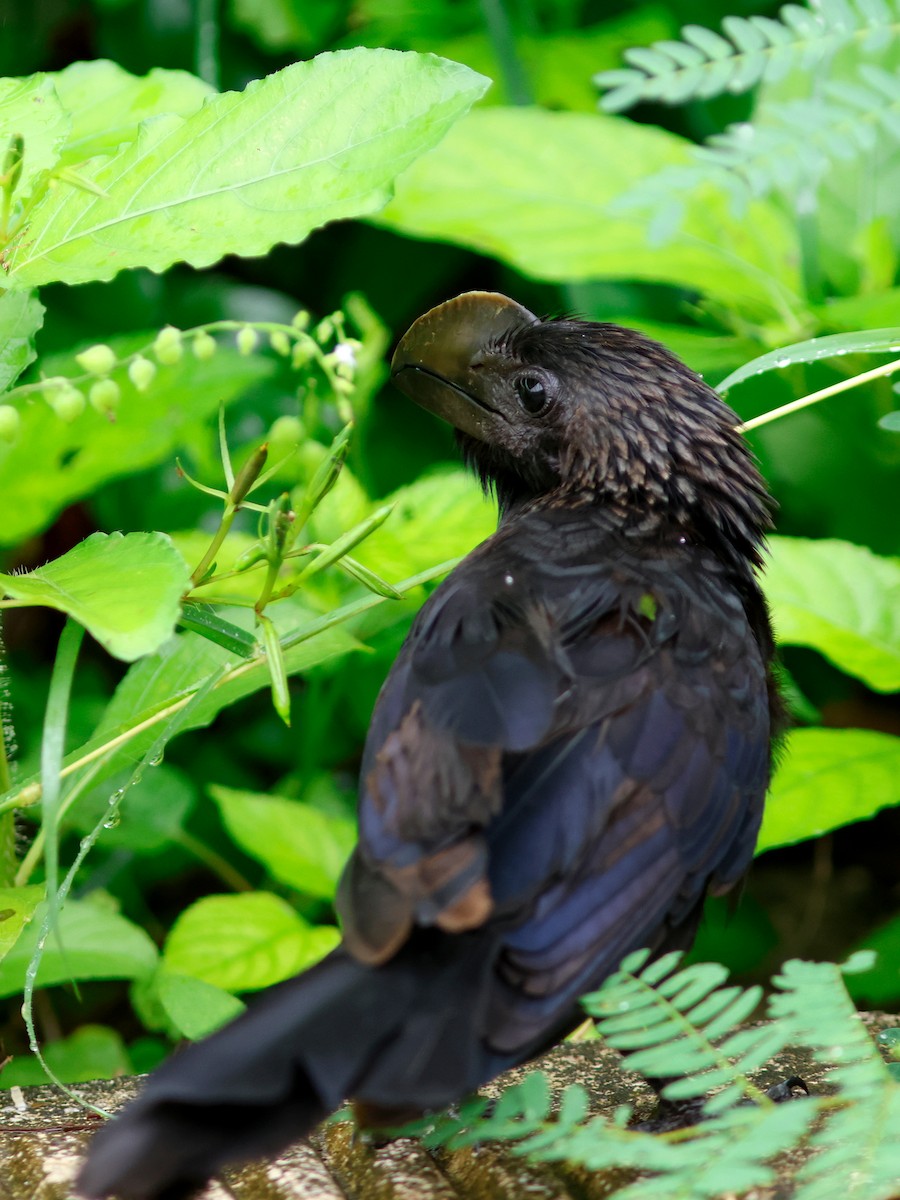 Smooth-billed Ani - ML645857675
