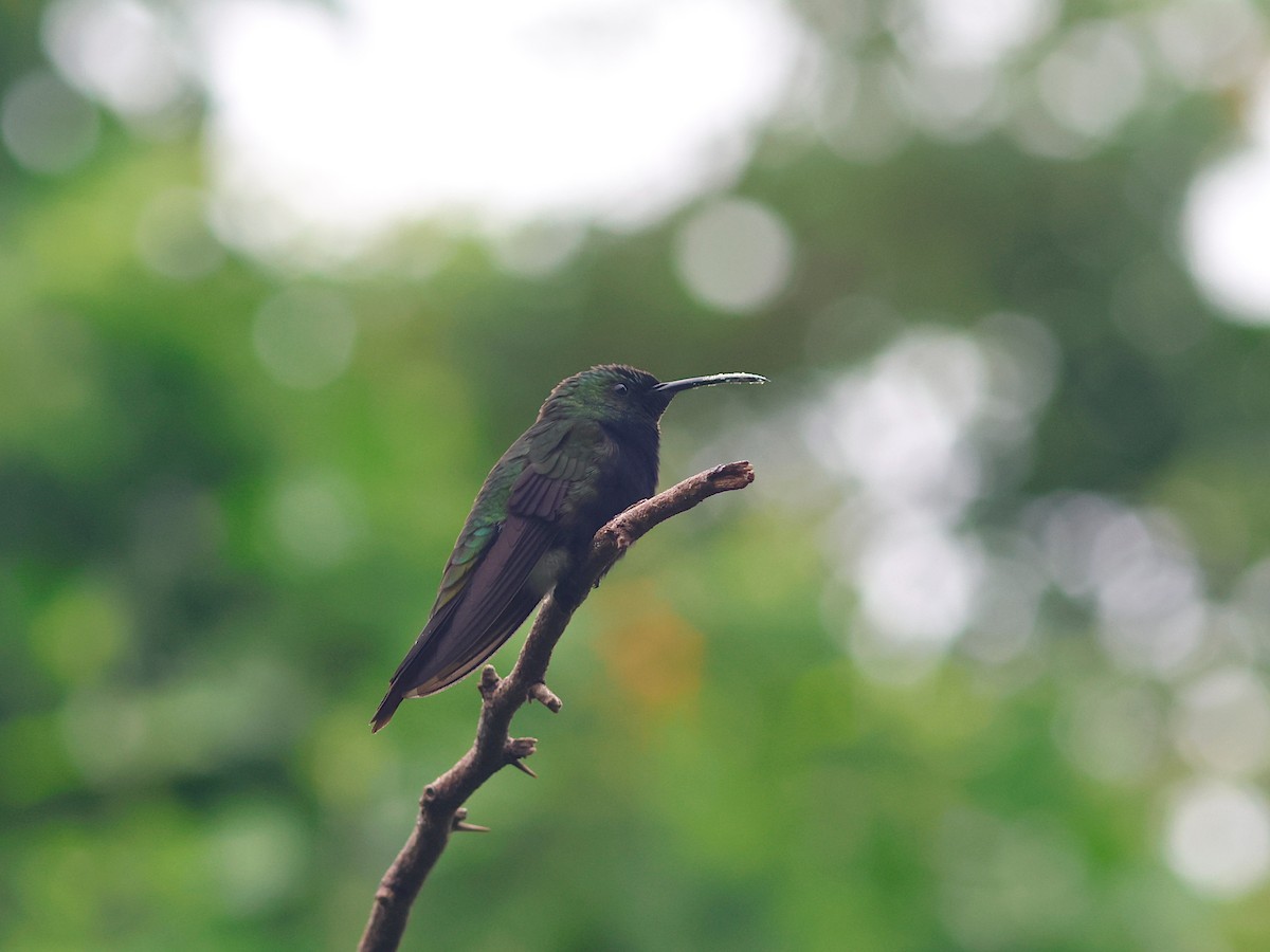 Hispaniolan Mango - ML645857680