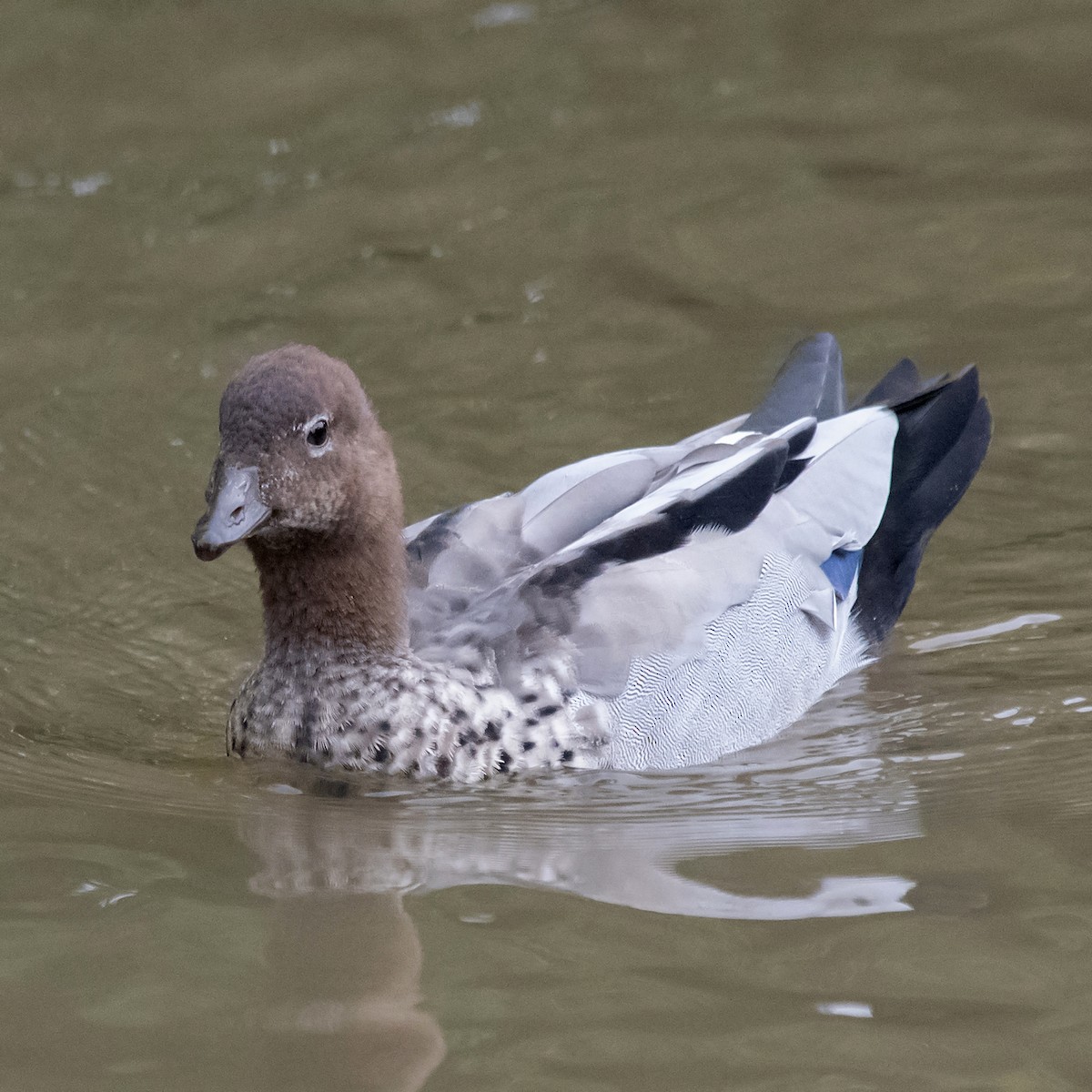 Maned Duck - ML645857682