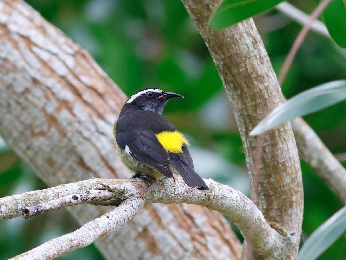 Zuckervogel [flaveola-Gruppe] - ML645857683