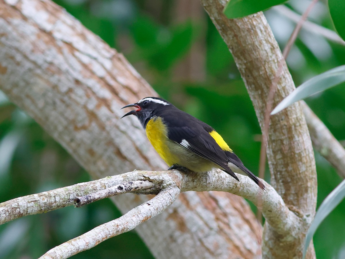 Zuckervogel [flaveola-Gruppe] - ML645857684