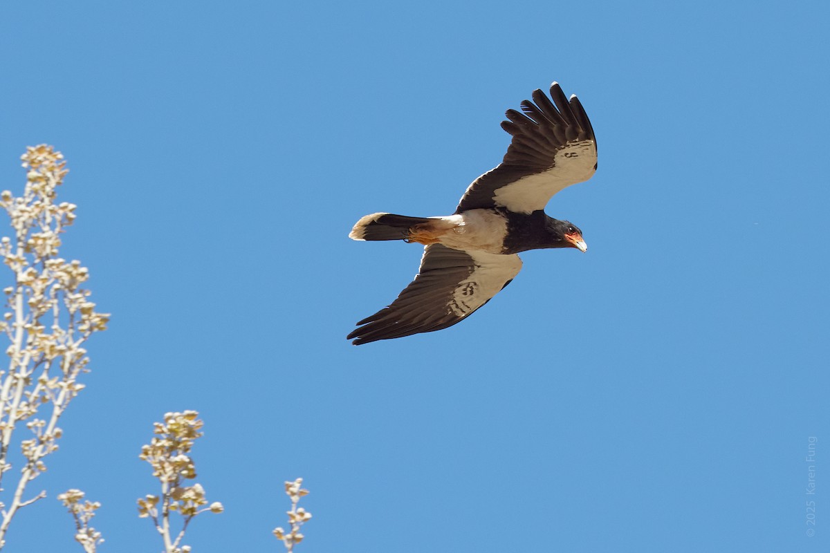 Mountain Caracara - ML645857685