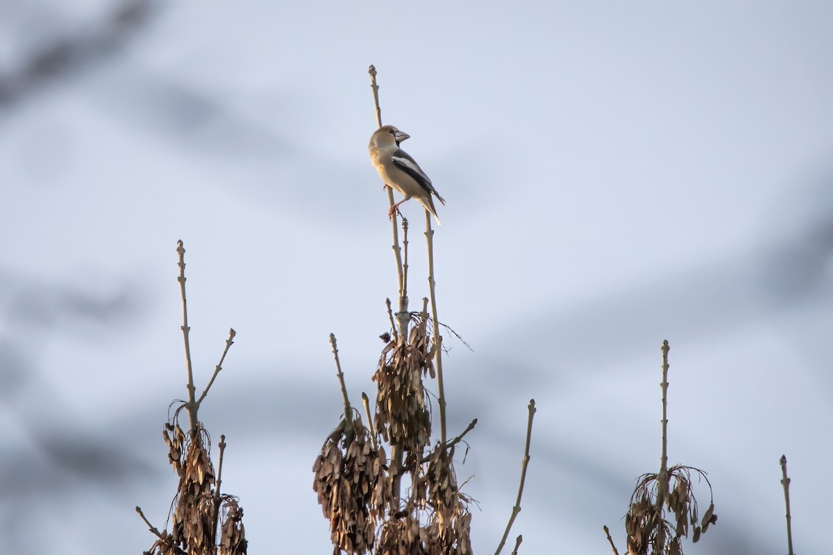 Hawfinch - ML645857687