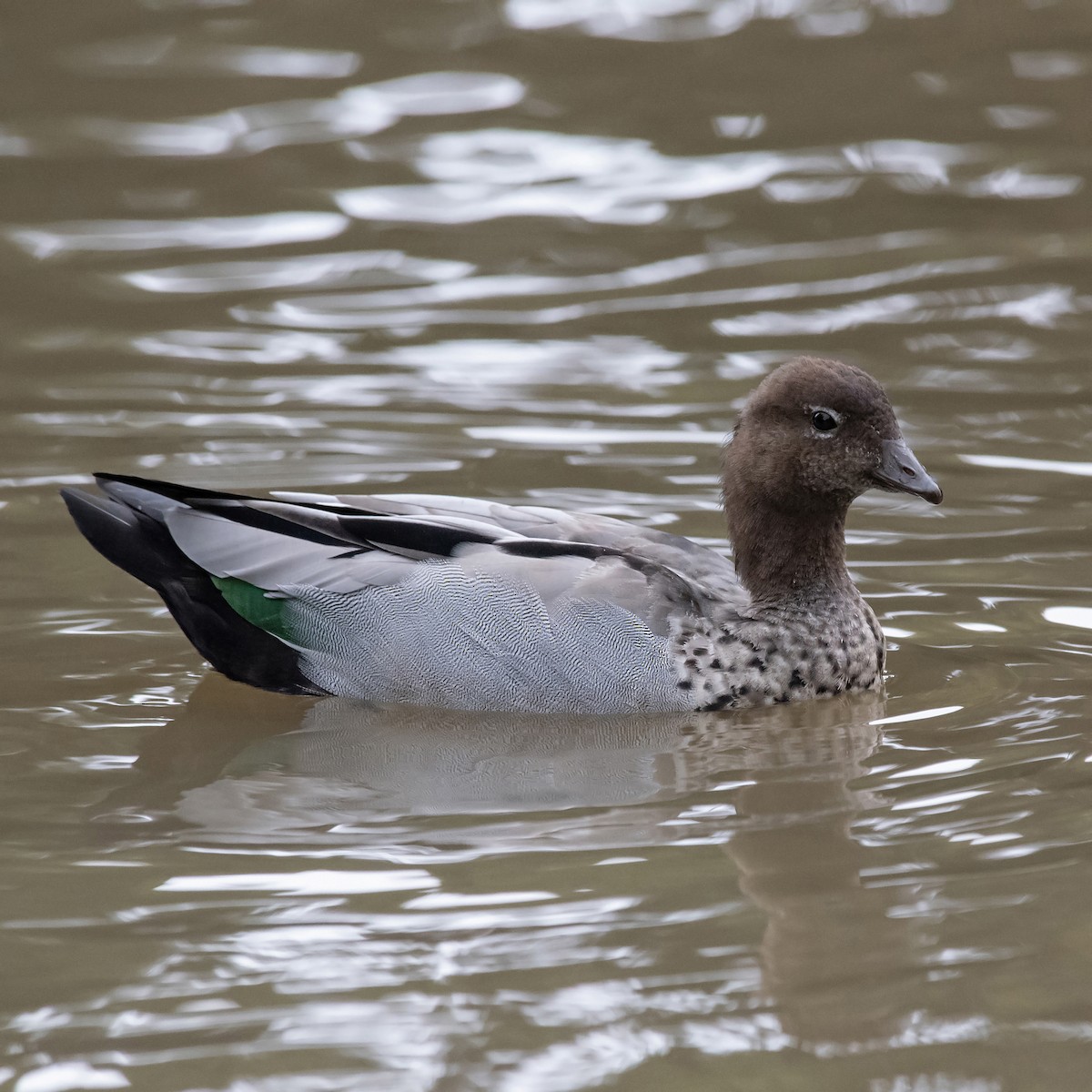 Maned Duck - ML645857688
