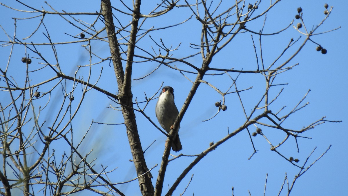 Txinbo burubeltza - ML645857692