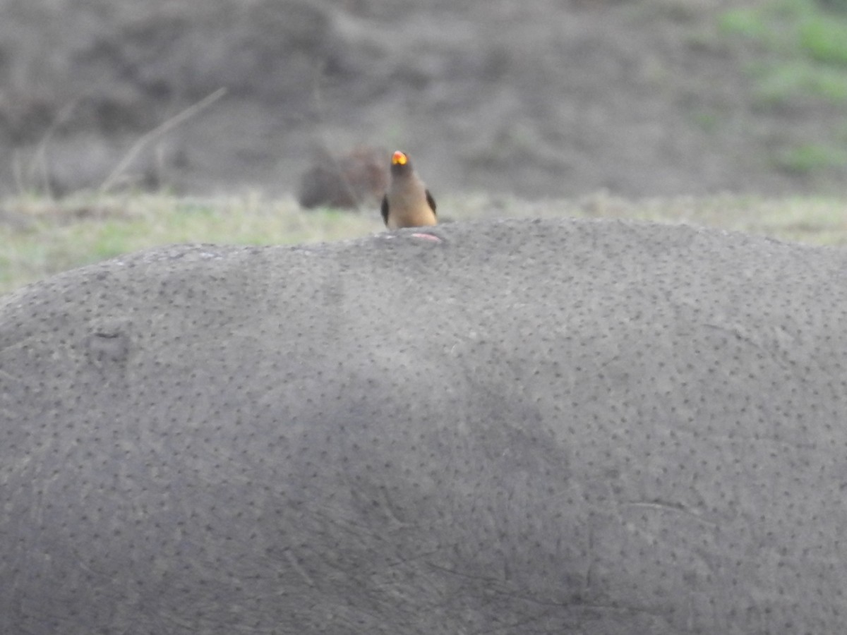 Yellow-billed Oxpecker - ML645857693