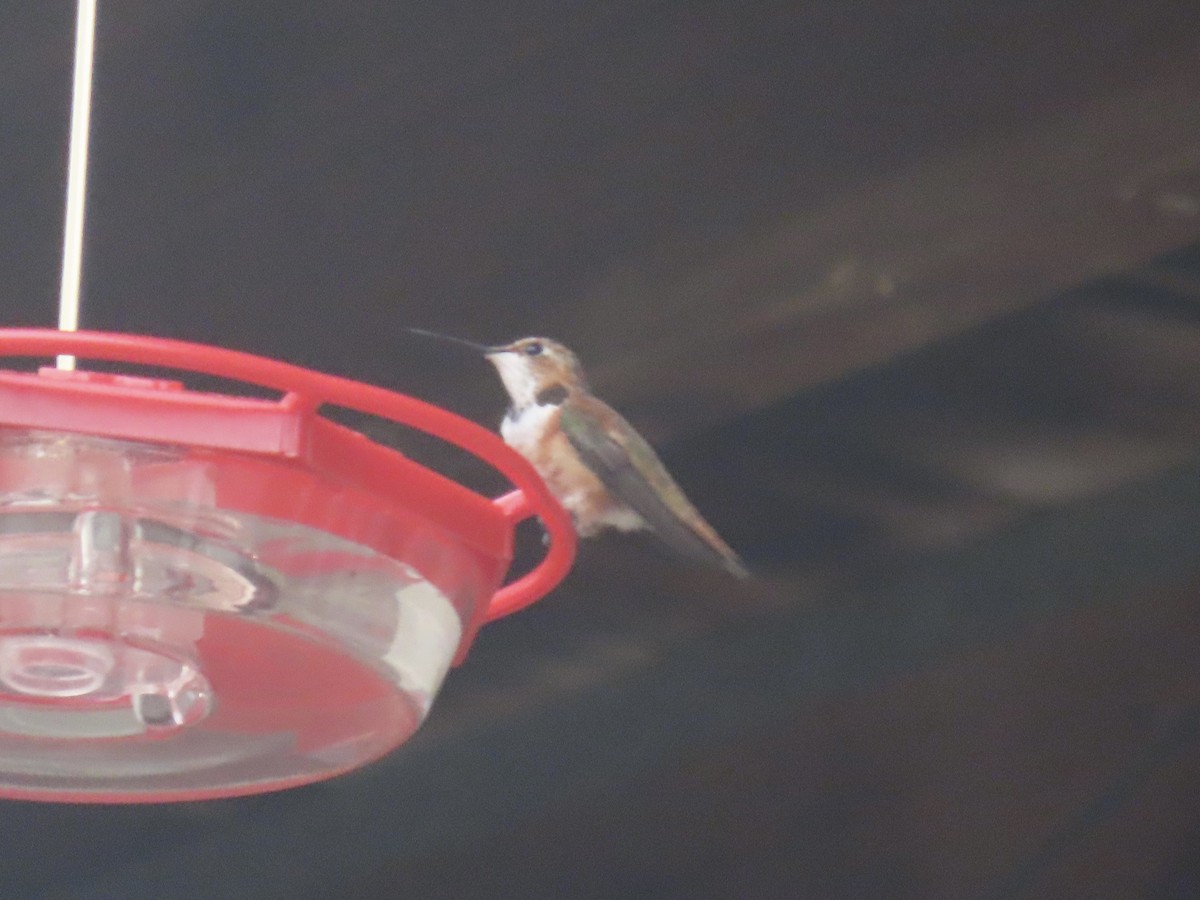 Rufous Hummingbird - ML645857700