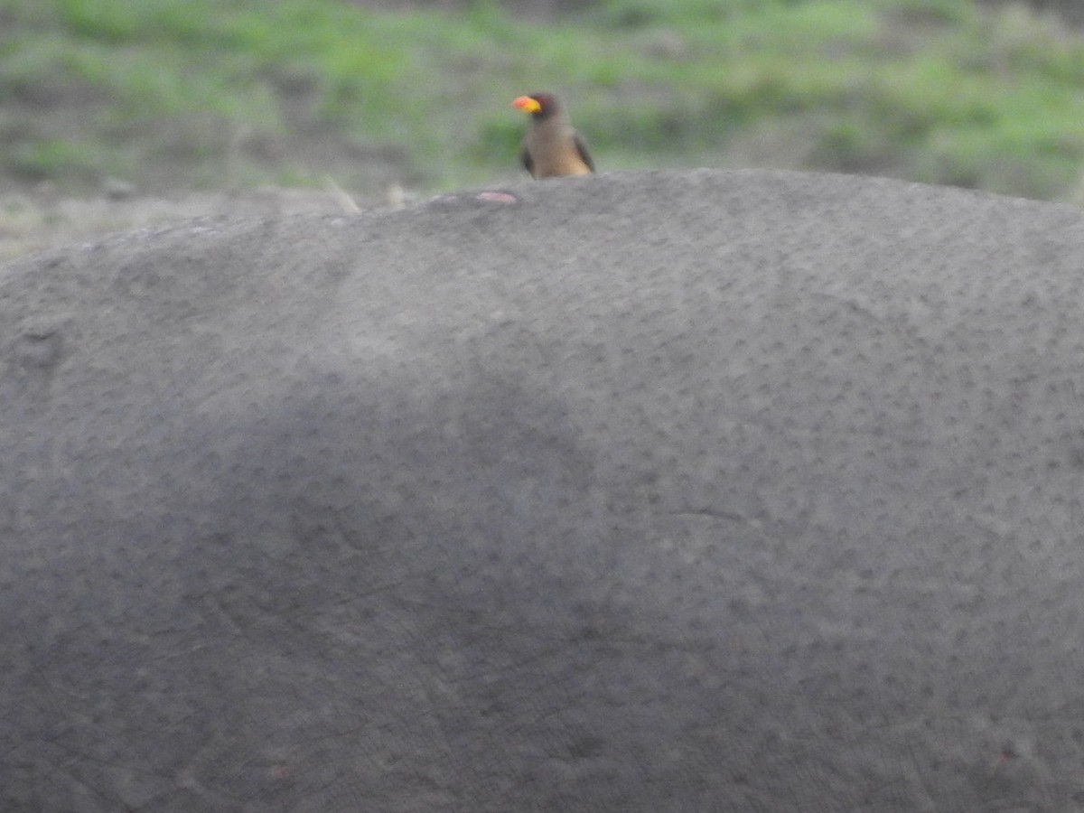 Yellow-billed Oxpecker - ML645857703