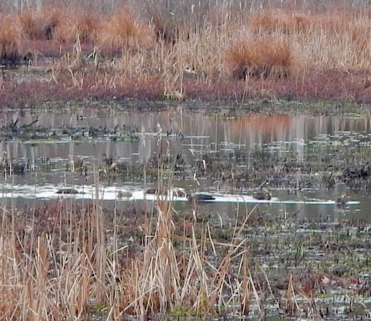 rødfotand - ML645857704