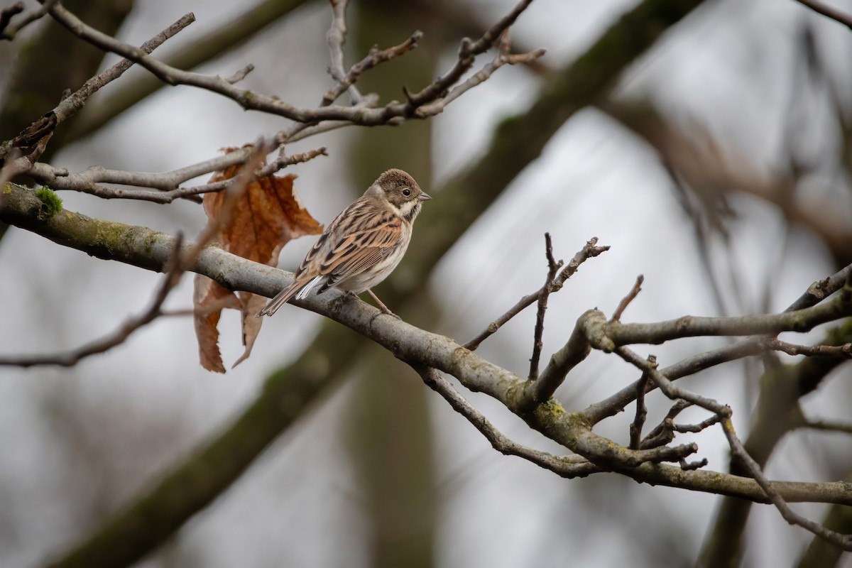 Reed Bunting - ML645857706