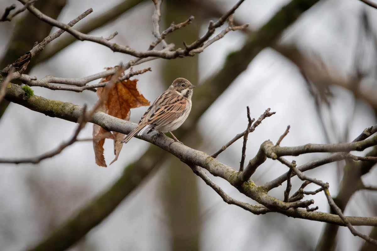 Reed Bunting - ML645857707