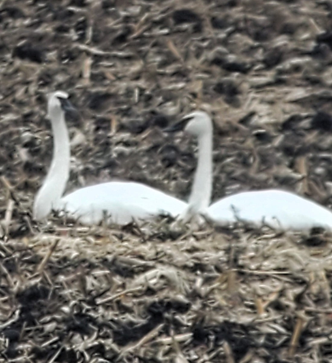 Trumpeter Swan - ML645857711