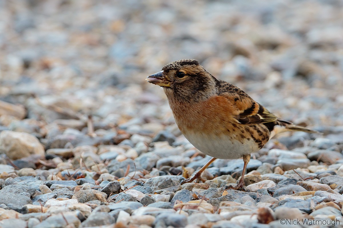 bjørkefink - ML645857719