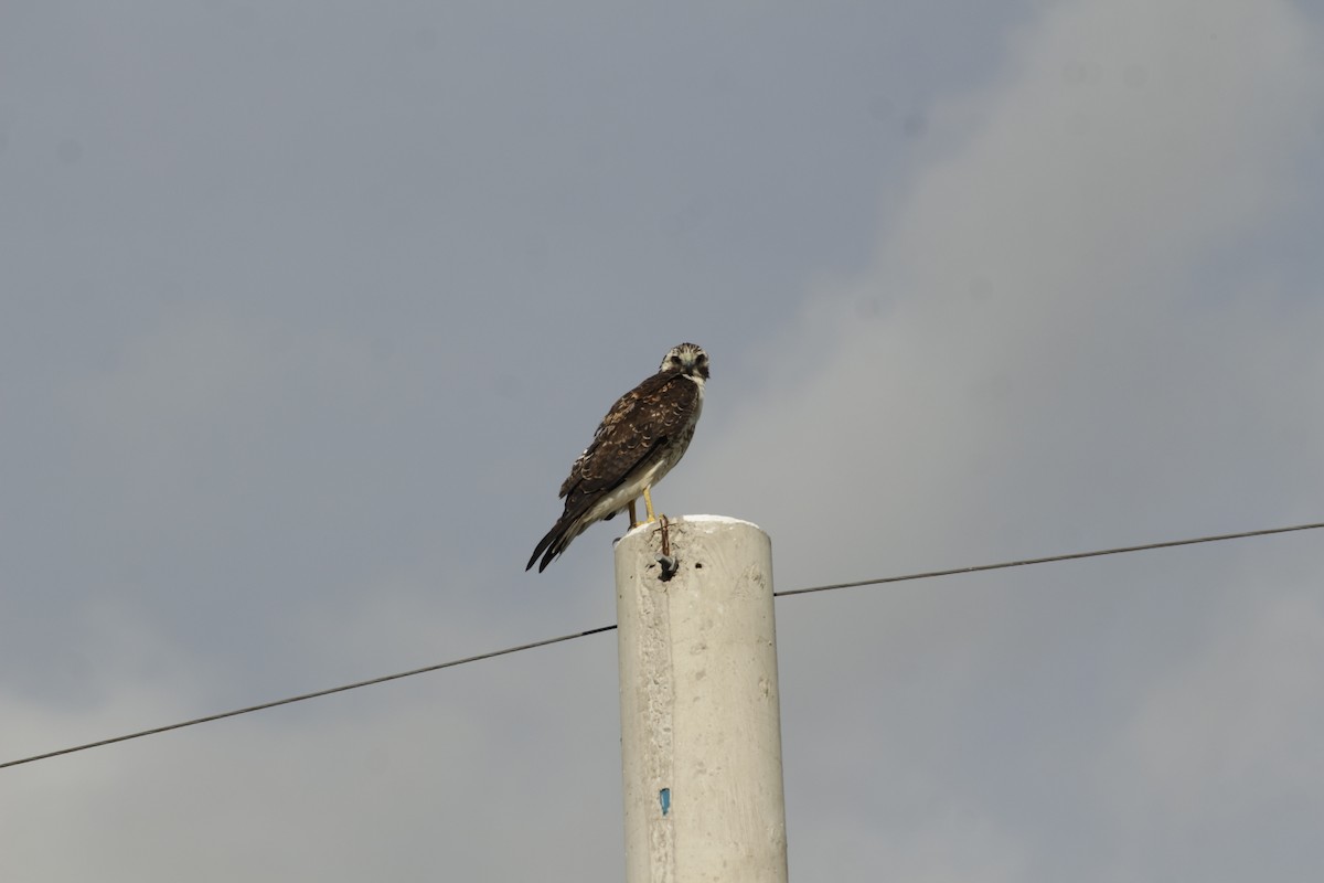 White-tailed Hawk - ML645857720