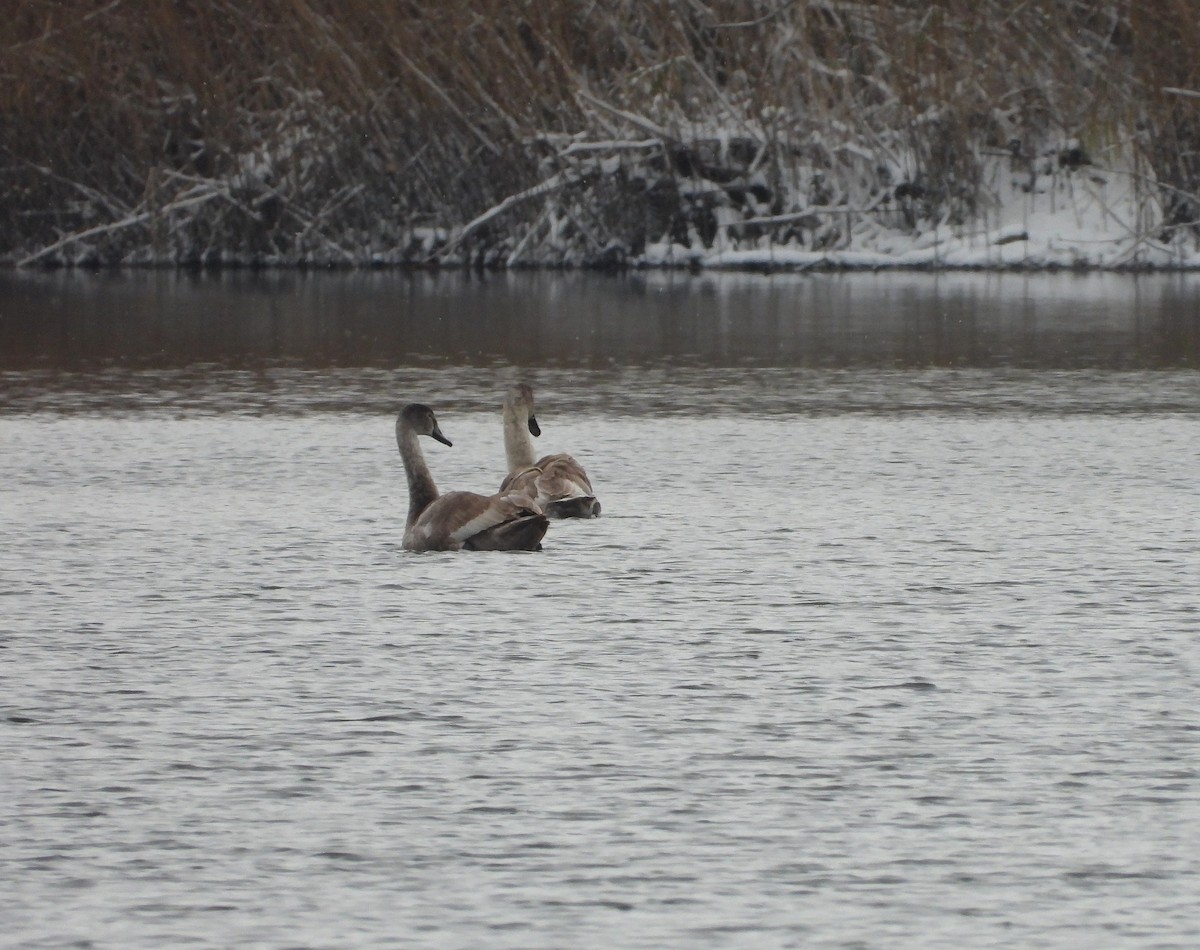 Mute Swan - ML645857721
