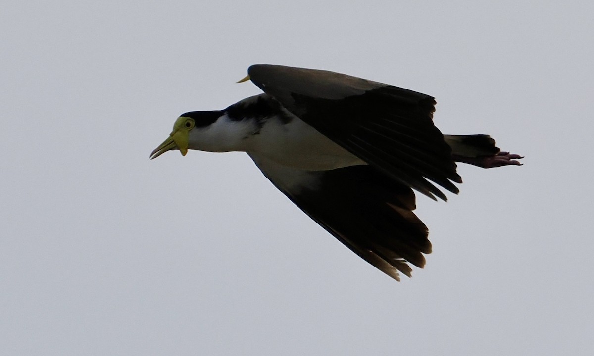 Hegabera maskaraduna - ML645857743