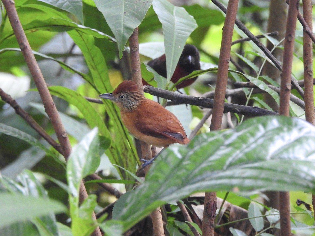 Batará Barrado - ML645857746