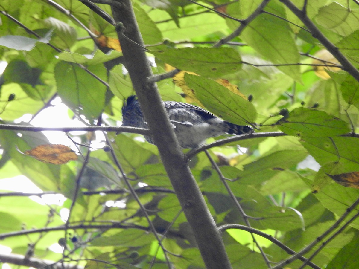 Batará Barrado - ML645857747