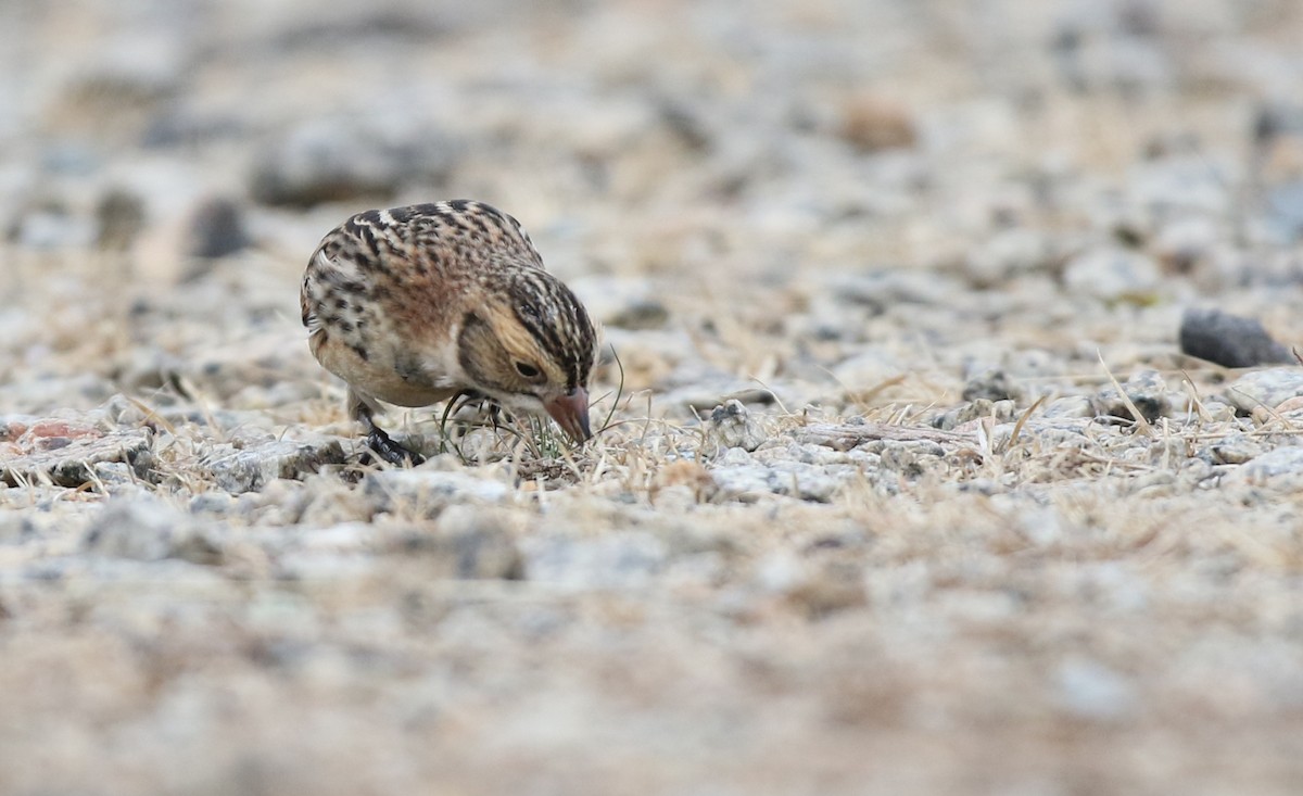 Lapland Longspur - ML645857749