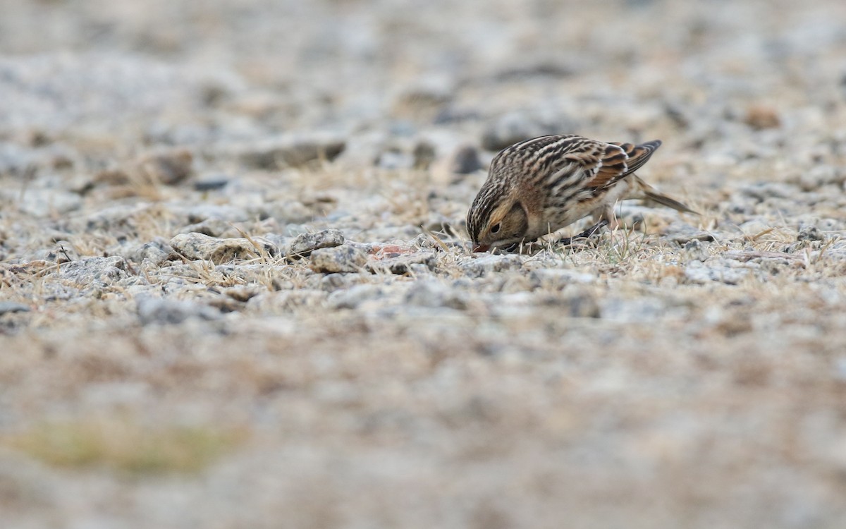 Lapland Longspur - ML645857750