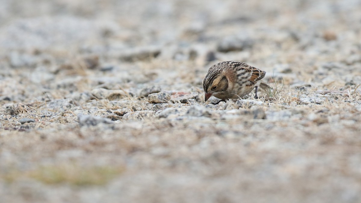 Lapland Longspur - ML645857751