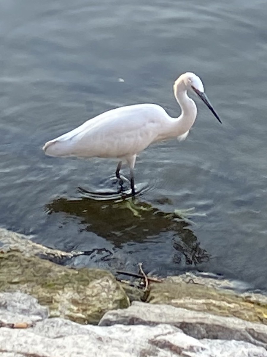 Aigrette garzette - ML645857755