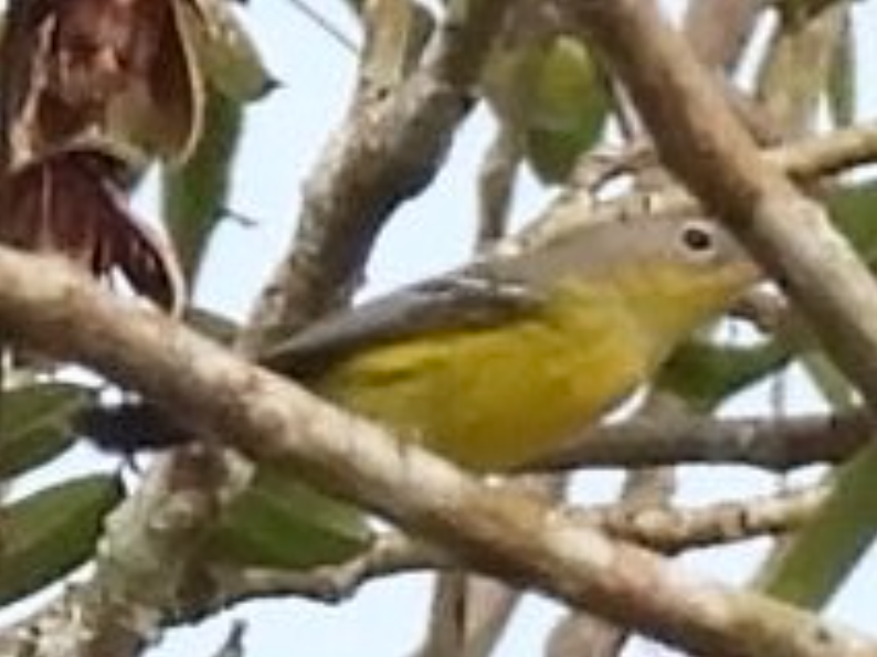 Magnolia Warbler - ML645857777